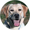 Carol Magestro profile picture